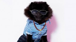 American Eagle lanzará colección de moda para perros
