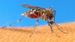Brasil inventa una prueba para detectar el dengue en 20 minutos