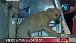 Niña de casi dos años murió al ser atacada por perros en Lurín
