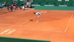 Nole interrumpe práctica para jugar con perro intruso en cancha