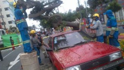 Miraflores: un árbol cayó en plena Av. Larco y dañó dos carros