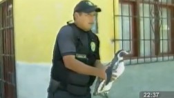 Serenos de Nuevo Chimbote cuidan a pingüino hallado por niños