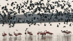 Reserva de Paracas en riesgo por proyecto inmobiliario