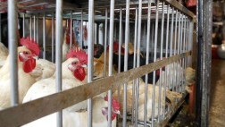 Japón sacrifica 112 mil gallinas por gripe aviar