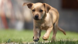 Amigo fiel: Cómo saber si estás lista para tener una mascota