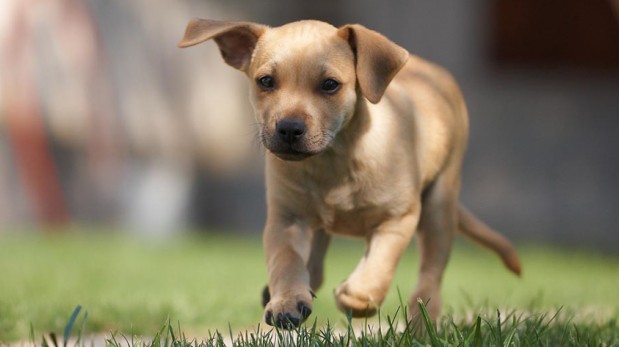 Amigo fiel: Cómo saber si estás lista para tener una mascota