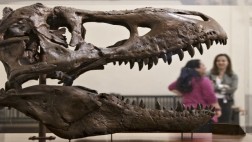 El primer Tiranousaurio rex llega a museo de Washington