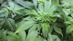 La hipocresía del narcolegalizador, por Martha Meier M.Q.
