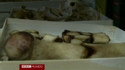 Cómo se preparan los esqueletos para exhibirlos en un museo
