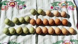 El misterio de los huevos verdes de Huánuco