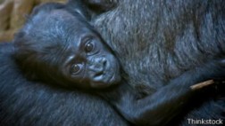 Las mejores mamás animales
