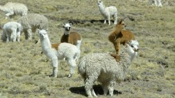 Volcán Ubinas: trasladarán llamas y alpacas de la zona