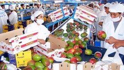 Envíos de frutas y hortalizas alcanzarían US$4.400 mlls al 2020