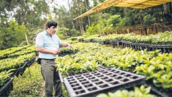Pasco: hay más de 200 cafetaleros estafados con semillas falsas