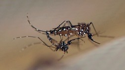 5 cosas que debes saber sobre los mosquitos transgénicos