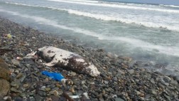 Miraflores: lobo de mar muerto fue hallado en la Costa verde