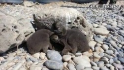 La ley peruana no considera el maltrato animal como un delito