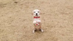 El tierno perrito beagle que aprendió a ser arquero