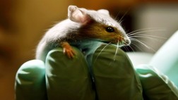 Logran revertir la pérdida de memoria en ratones con Alzheimer