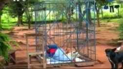 Tiene 18 años y vive enjaulado en su casa en Paraguay