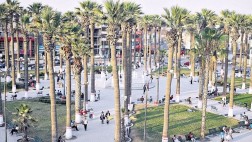 Chincha: Minam pidió no talar palmeras de la Plaza de Armas