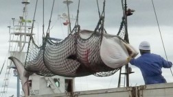 Japón vuelve a cazar ballenas en sus costas