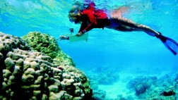 Una proteína de coral australiano bloquea el VIH