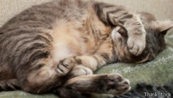 ¿Con qué sueñan los animales?