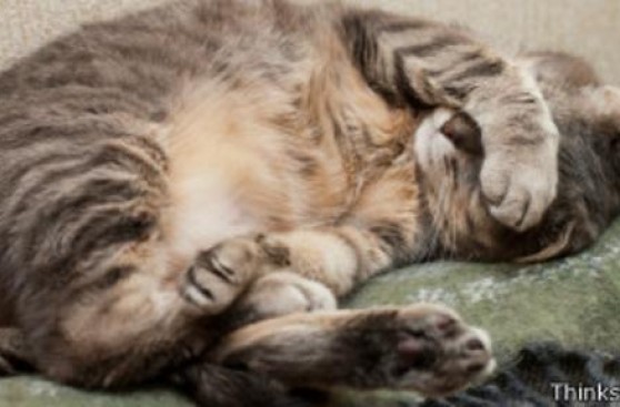 ¿Con qué sueñan los animales?
