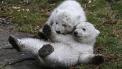 ¿Cómo se le encuentra pareja a un oso polar?