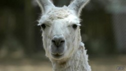 ¿Llamas o espátulas? Haz que tu foto sea popular en Facebook