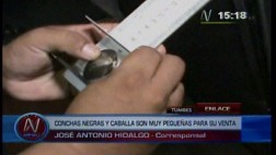 Incautan conchas negras y caballas muy pequeñas para su venta