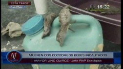 Intervienen a sujeto con cuatro cocodrilos bebes en su poder