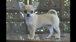Irá un año a la cárcel por atacar a un chihuahua