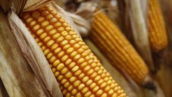 La producción de maíz de EE.UU. caería 30% por cambio climático