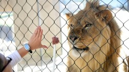 Brasil: Roban un león de centro de protección de animales