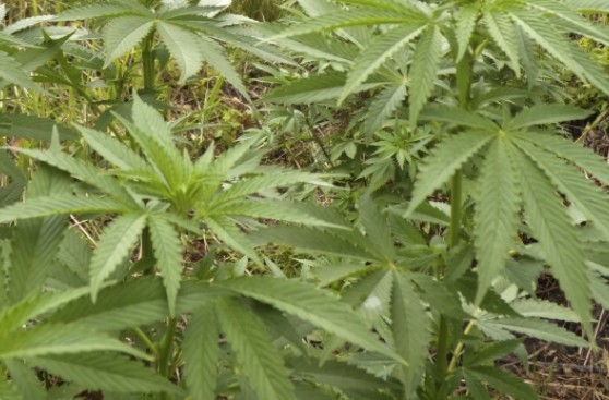Florida aprueba uso de marihuana medicinal