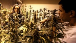 Uruguay: se podrá comprar 10 gramos semanales de marihuana
