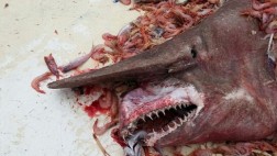 Capturan a un extraño tiburón duende en California
