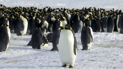 Virus de gripe aviar está presente en pingüinos de la Antártida