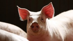 Craig Venter tratará de crear órganos humanizados en cerdos