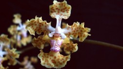 Confirman hallazgo de nueva especie de orquídea en Panamá