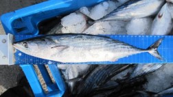 Reparten 6 mil kilos de bonito a población de pocos recursos