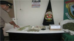 Casma: PNP incineró más de 900 plantones de marihuana