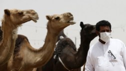Pondrán chips a camellos para controlar difusión de MERS
