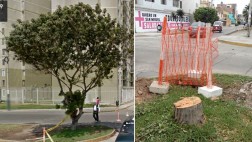 ¿Este árbol molestaba tanto para que lo talen?