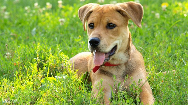 Cuidado con los chantajes: ¿Qué hacer si se pierde tu perro?