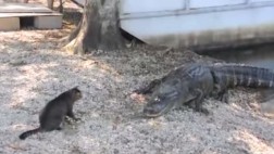 ¿Gatos héroes? Mira estos videos y defínelo tú mismo