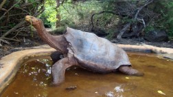 Declaran emergencia ambiental en islas Galápagos