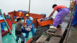 SNI pide mayor estudio de la pota antes de ampliar su pesca